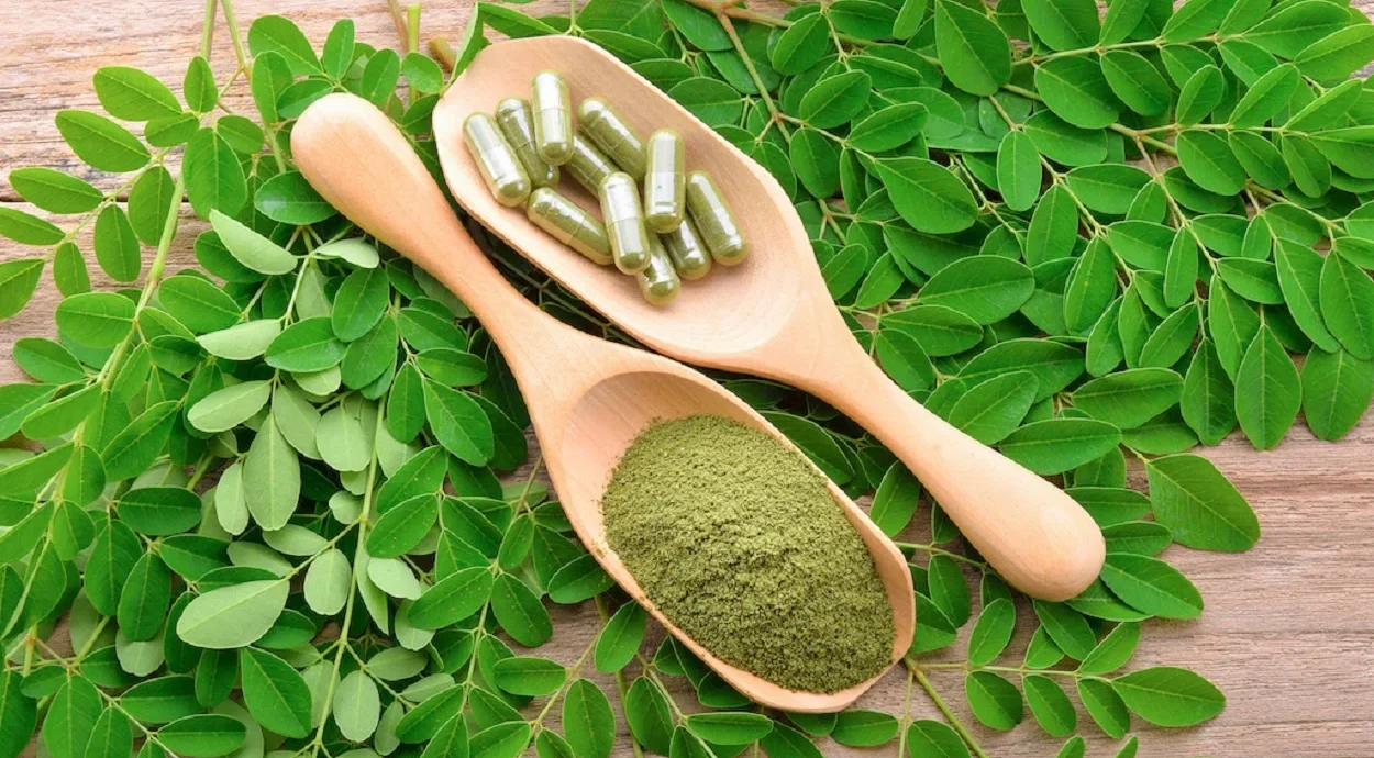 Folhas frescas de moringa e pó de moringa em destaque, mostrando a versatilidade e os benefícios desse superalimento natural.